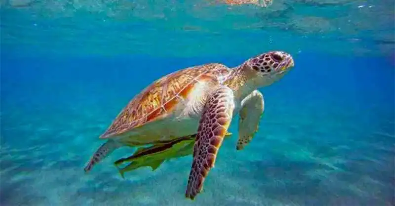 tartaruga caretta caretta 