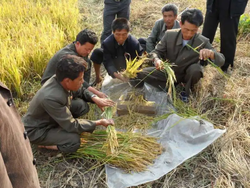 crisi del grano in corea del nord