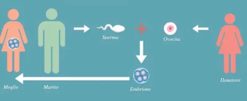 fecondazione eterologa 6