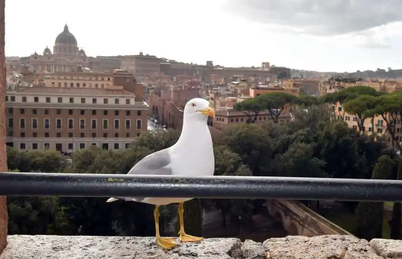 gabbiano romano a castel sant angelo - foto di luciano di bacco