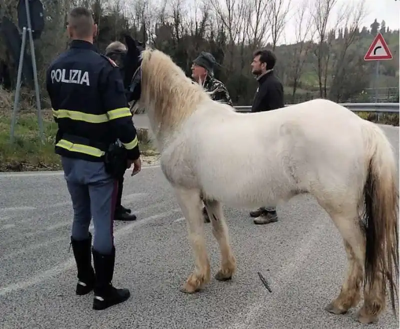 LA PULEDRA BLOCCATA DALLA POLIZIA SULLA STATALE TERNI-ORTE