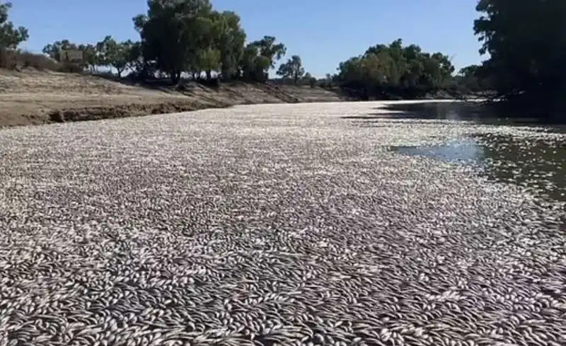 moria di pesci nel fiume darling – menindee   australia   3