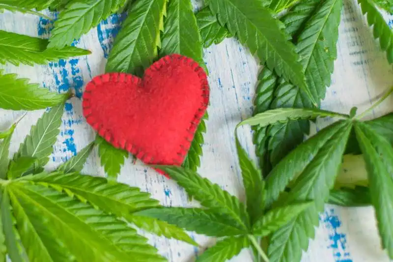 cannabis e salute cardiaca 5