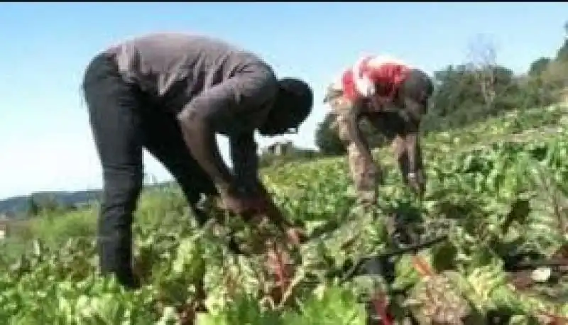 caporalato tra le vigne   3