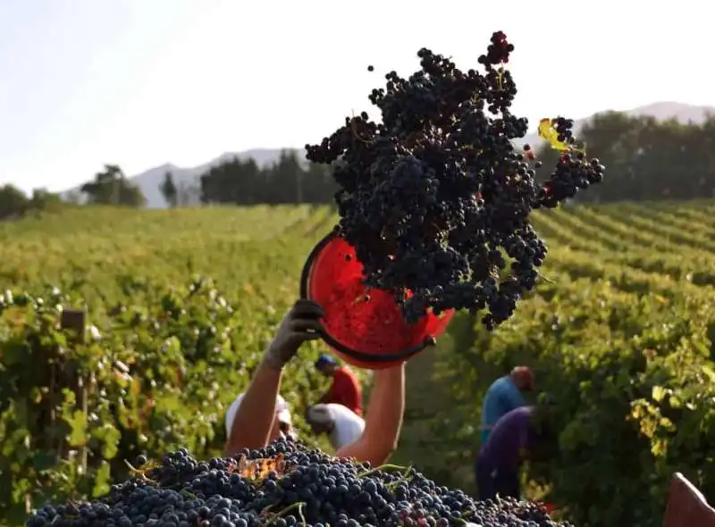 caporalato tra le vigne   4