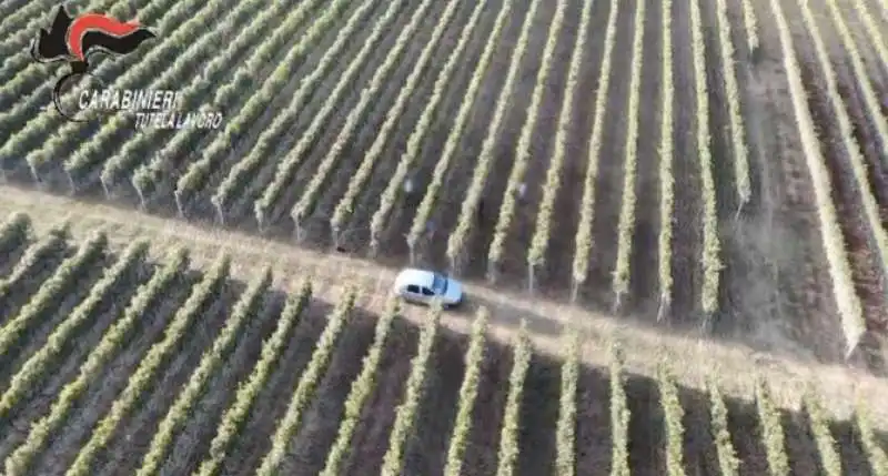 caporalato tra le vigne delle langhe  1