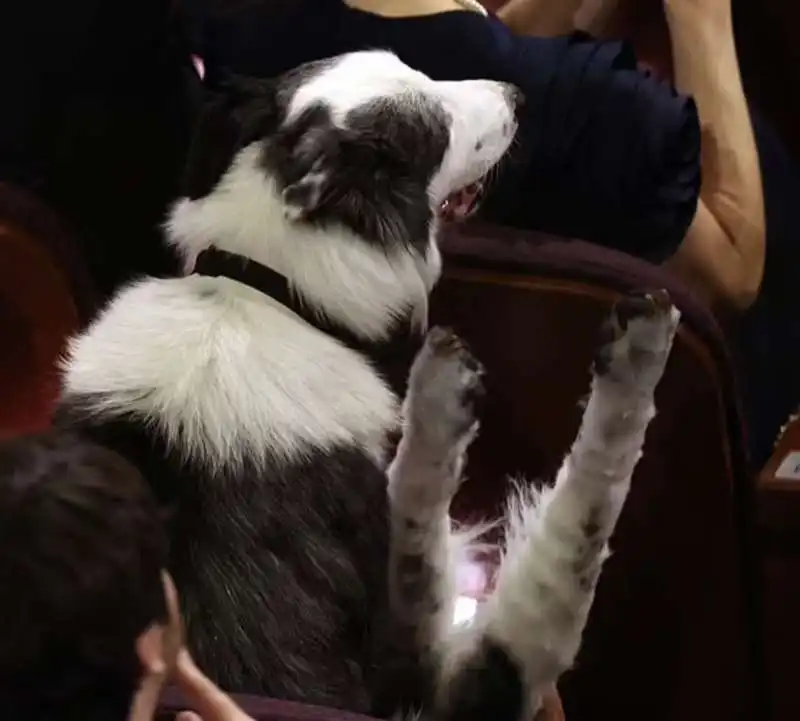 il dietro le quinte dell applauso del cane messi agli oscar 