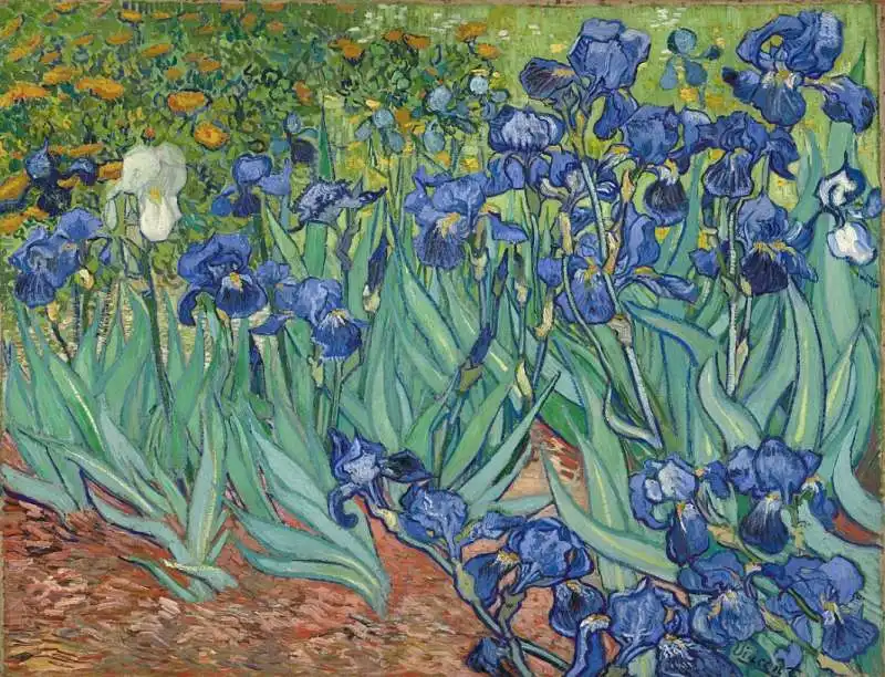 iris di van gogh 