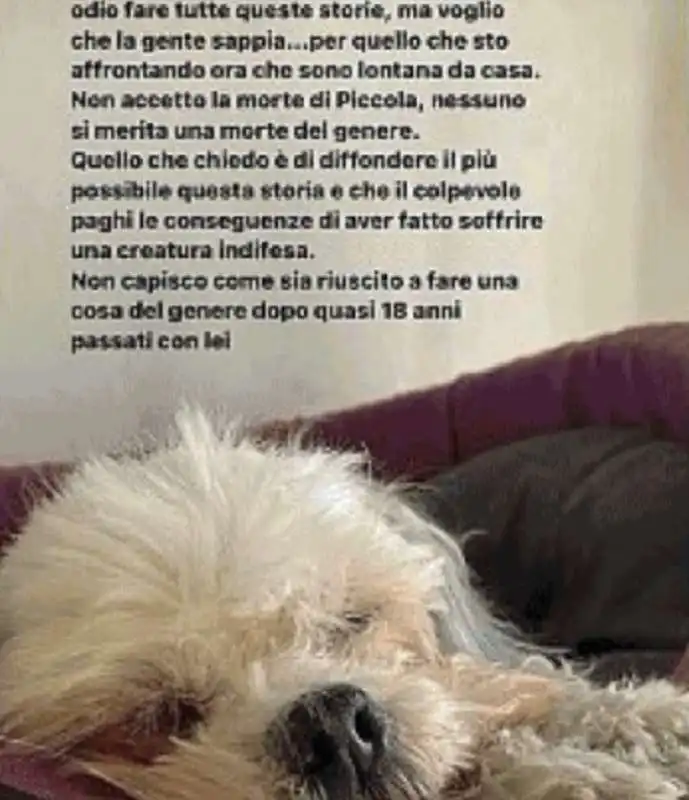 una 20enne si sfoga dopo che il padre ha ucciso il suo cane   2