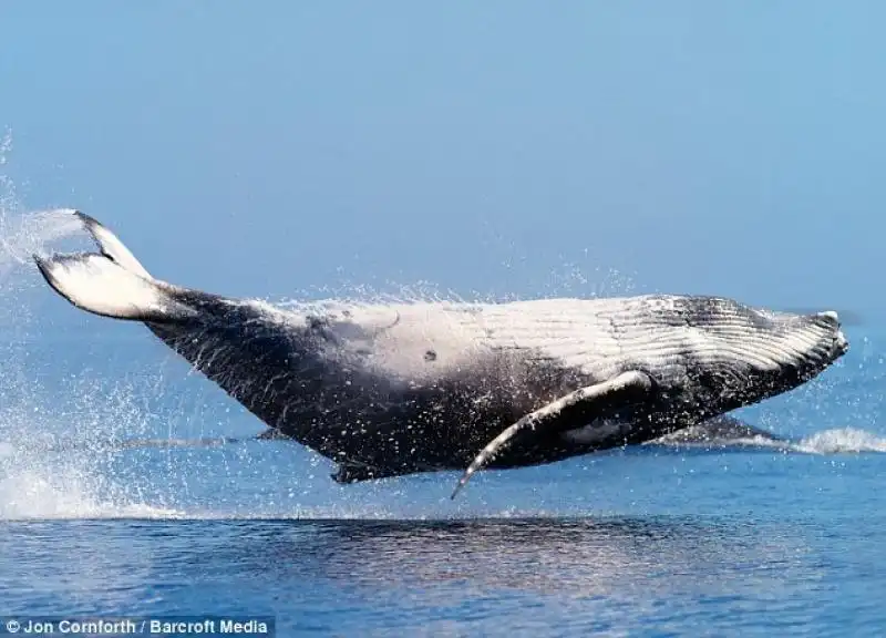 UNA BALENA CHE SALTA COME UN DELFINO NELLE FOTO DI JON CORNFORTH 