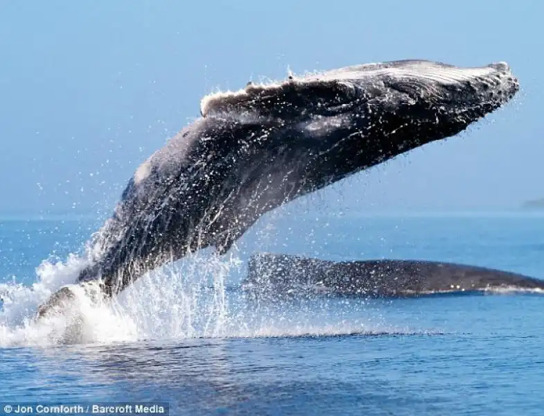 UNA BALENA CHE SALTA COME UN DELFINO NELLE FOTO DI JON CORNFORTH 