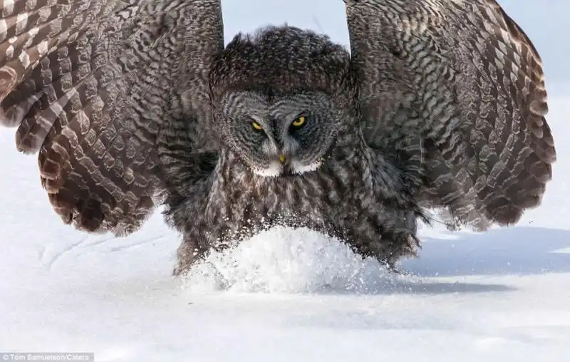 GUFO CACCIA TOPO IN MINNESOTA NELLE FOTO DI TOM SAMUELSON 