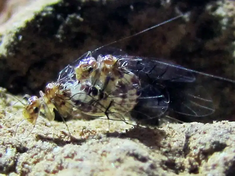 Una femmina di Neotrogla 