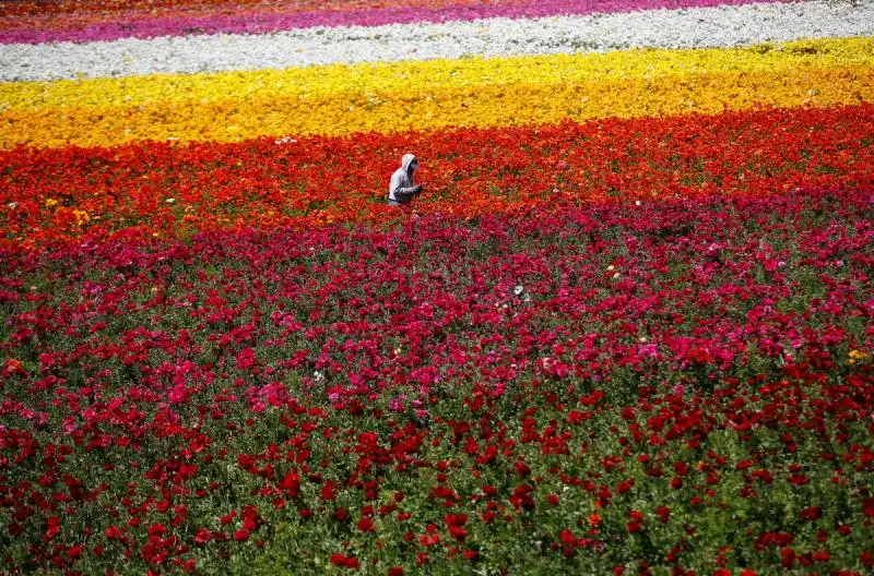 Flower Fields in California 