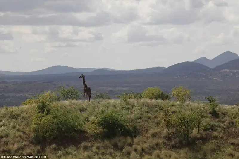 La giraffa protetta a Tsavo 