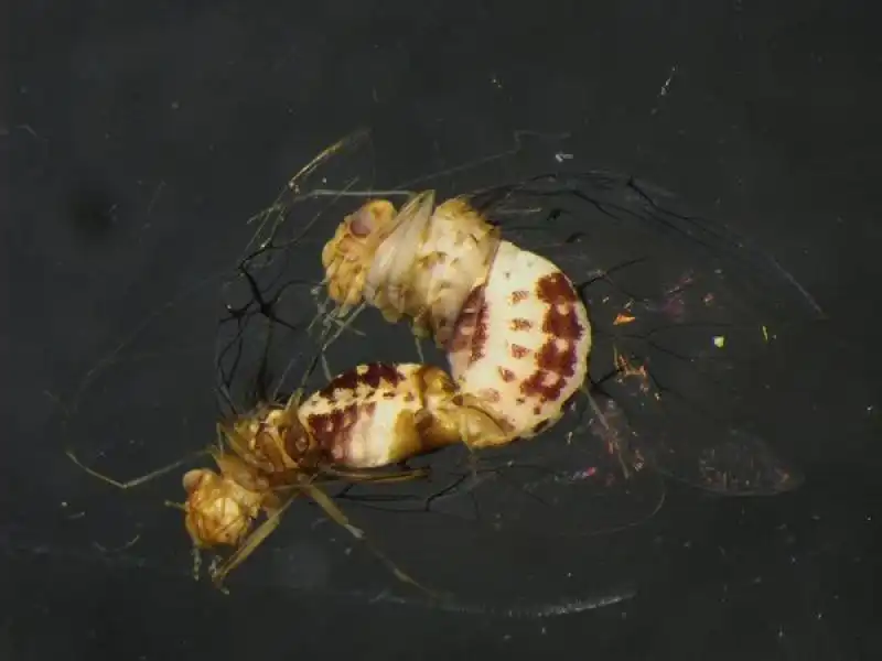 Insetto copula in laboratorio 