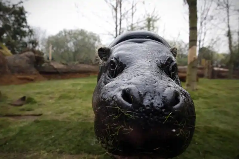 Ippopotamo allo zoo di Londra 