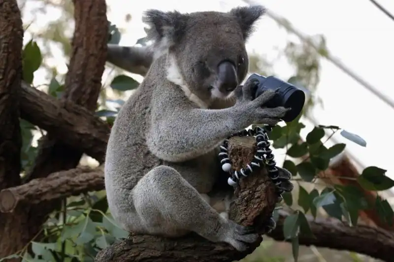 Koala allo zoo di Sidney 