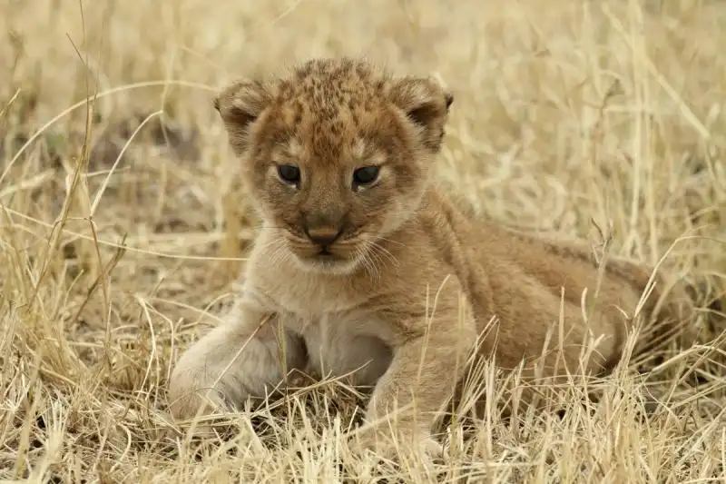 Leoncino della Tanzania 