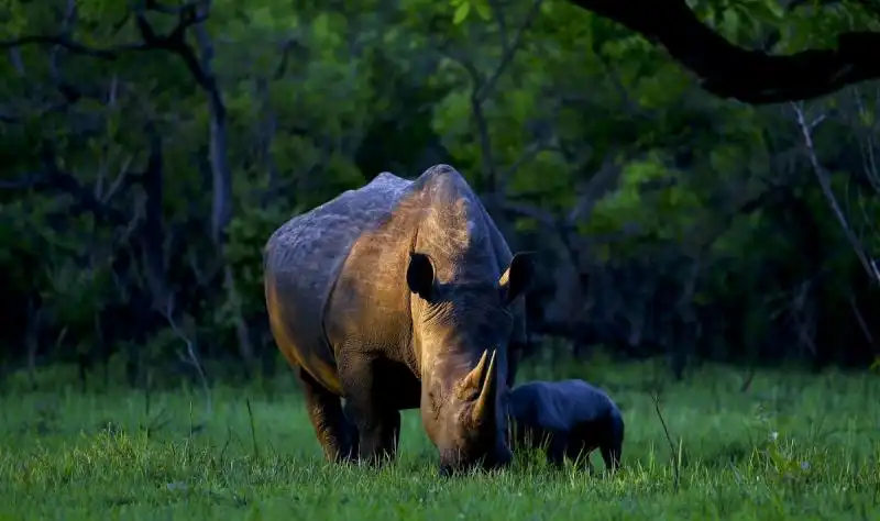 Rinoceronte in Uganda 