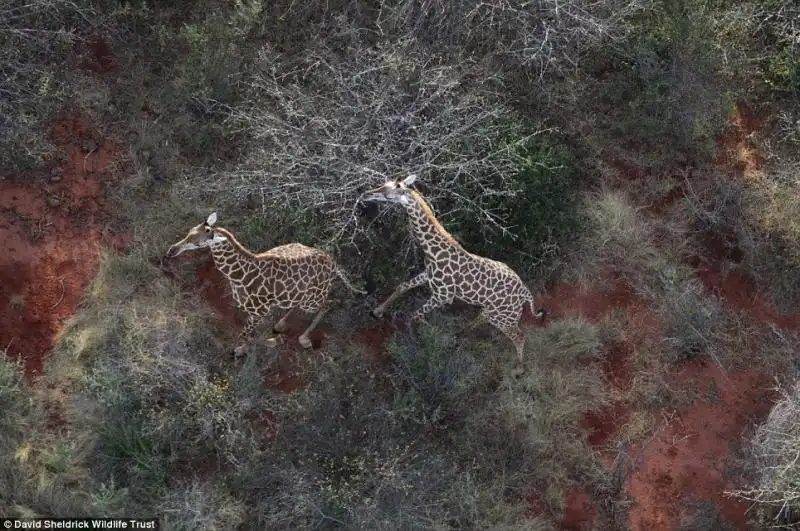 La vita nella Tsavo Conservation Area 