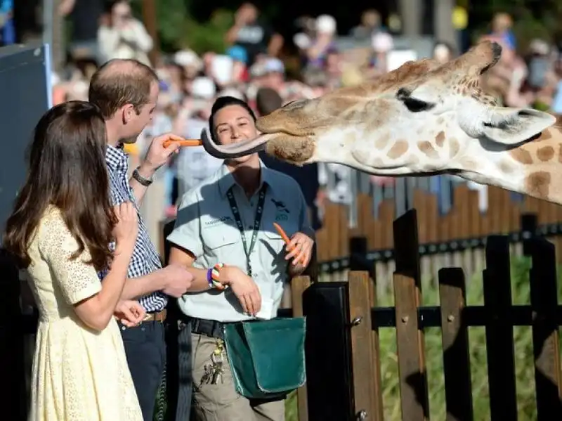 WILLIAM KATE GIRAFFA 