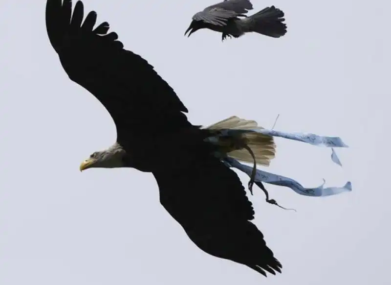 aquila olimpia attaccata da cornacchia 3