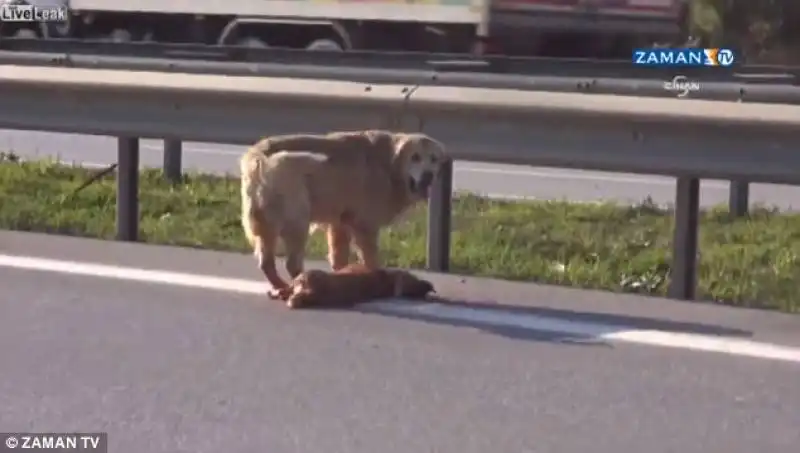 cane veglia sull'amico