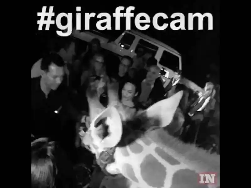 dan bilzerian party con la giraffa  1