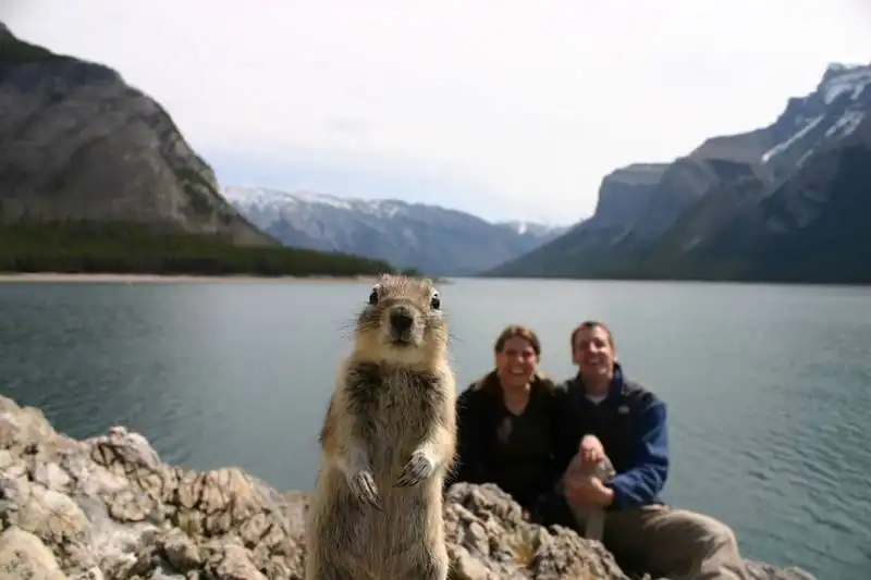 photobomb animali 3