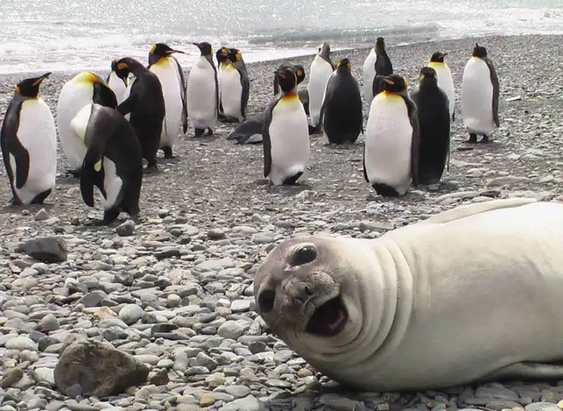 photobomb animali