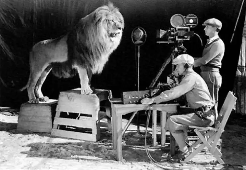 the mgm lion