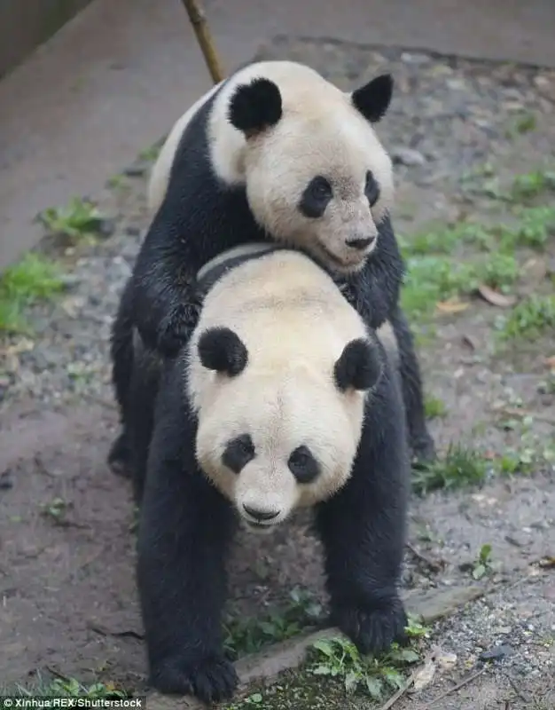 accoppiamento panda 4