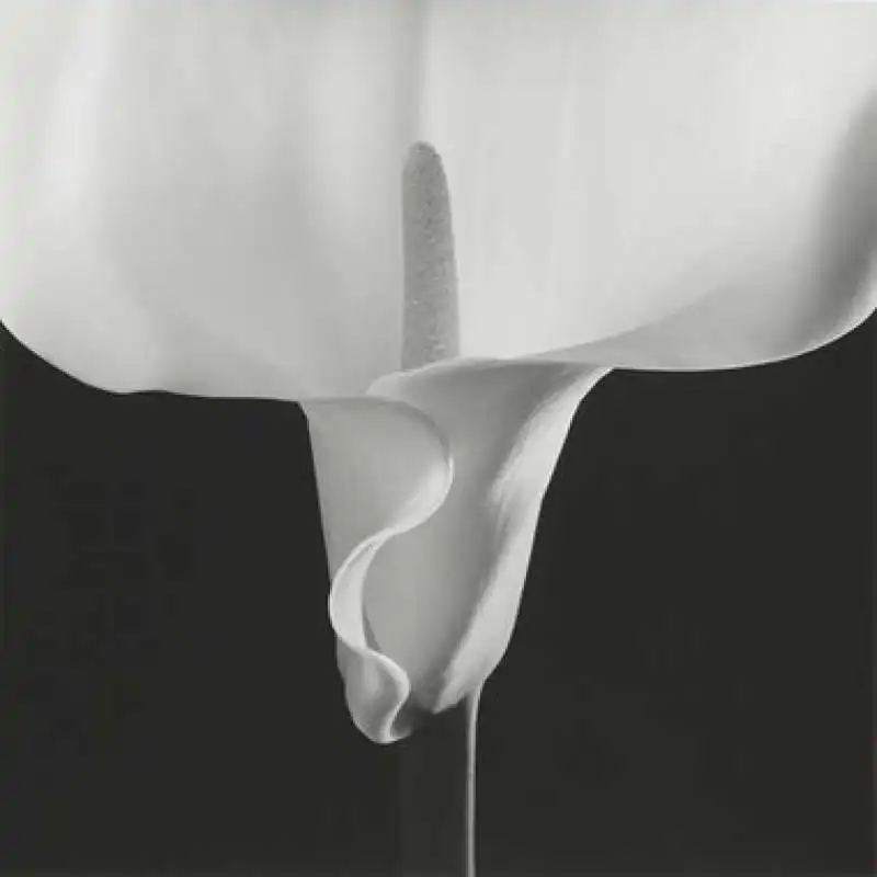 calla lily di mapplethorpe