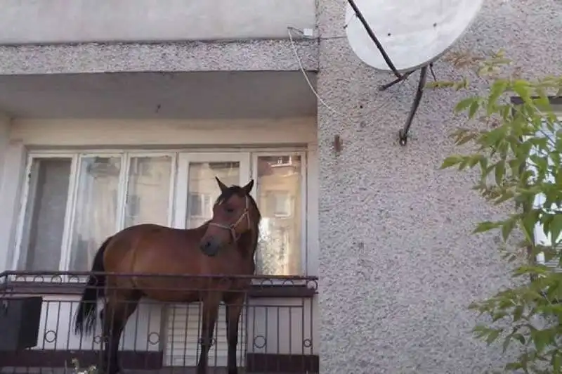 IN PROVINCIA DI SALERNO UN UOMO PARCHEGGIA IL CAVALLO SUL BALCONE 