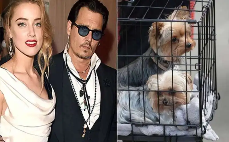 johnny depp amber heard cani australia 8