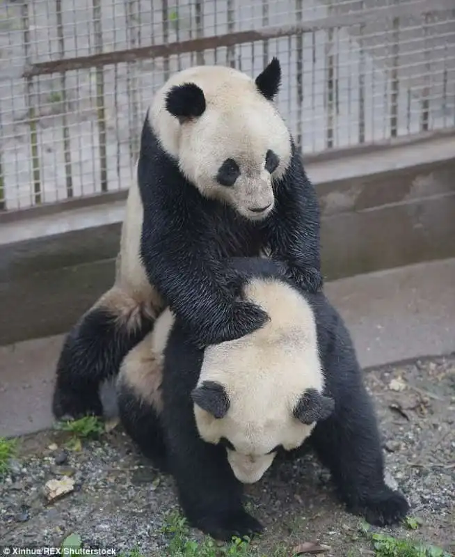 panda