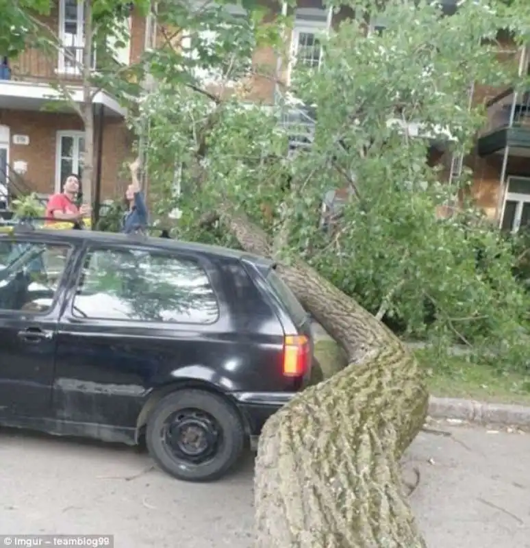 albero sfiora auto parcheggiata