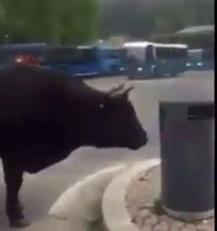 BUE ALLA FERMATA DEL BUS A SAXA RUBRA