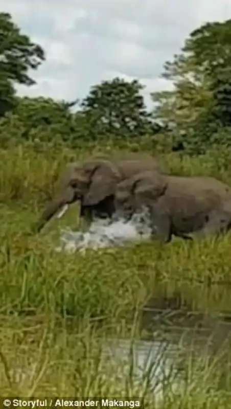 elefante beve in malawi