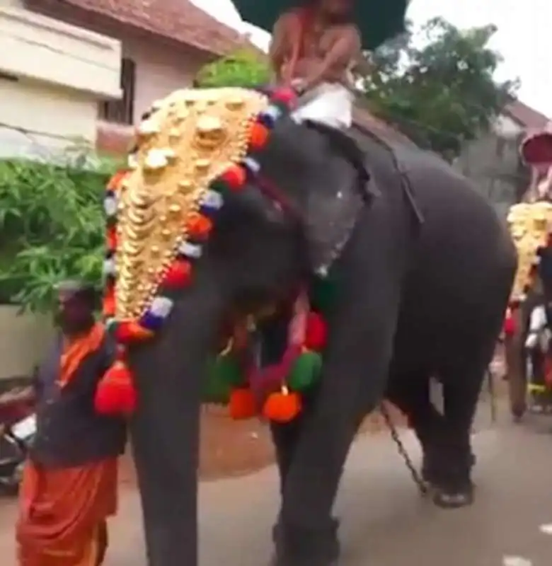 elefante decorato in india