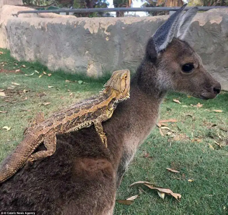 iguana e canguro