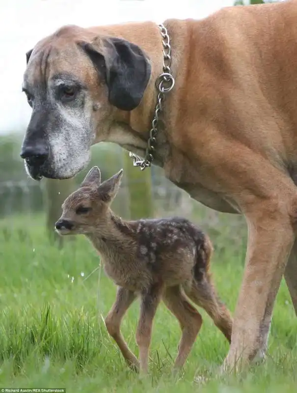 il cane adotta il cerbiatto