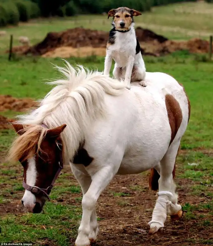 il cane e il pony