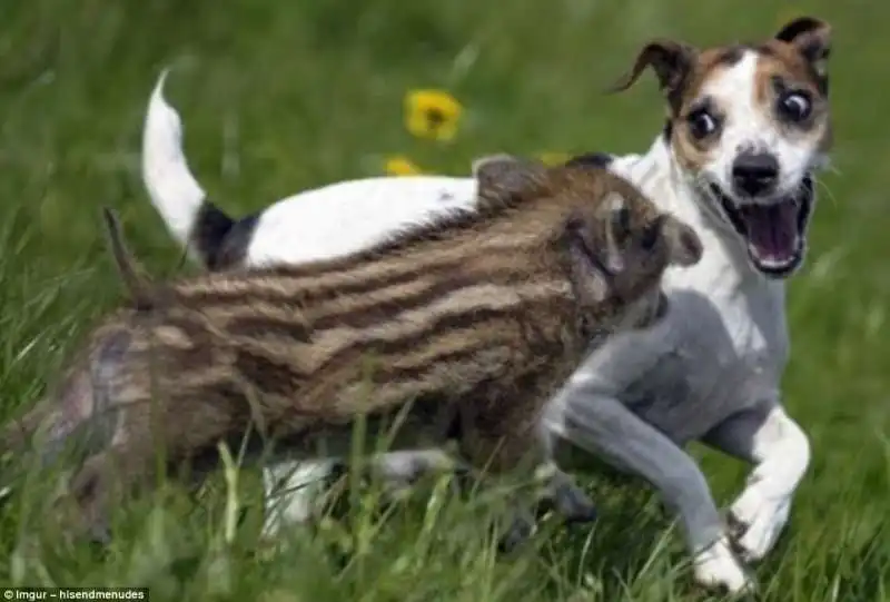 il cucciolo di cinghiale e il cane