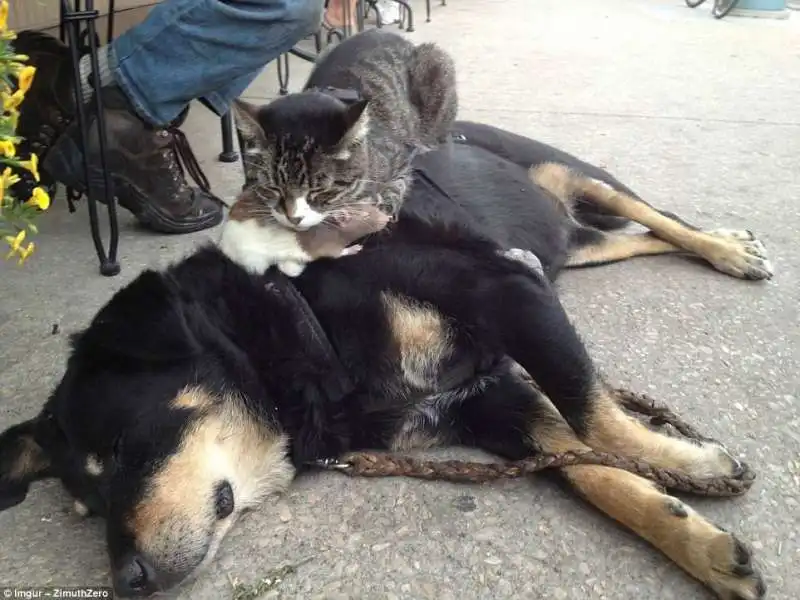 il gatto e il cane