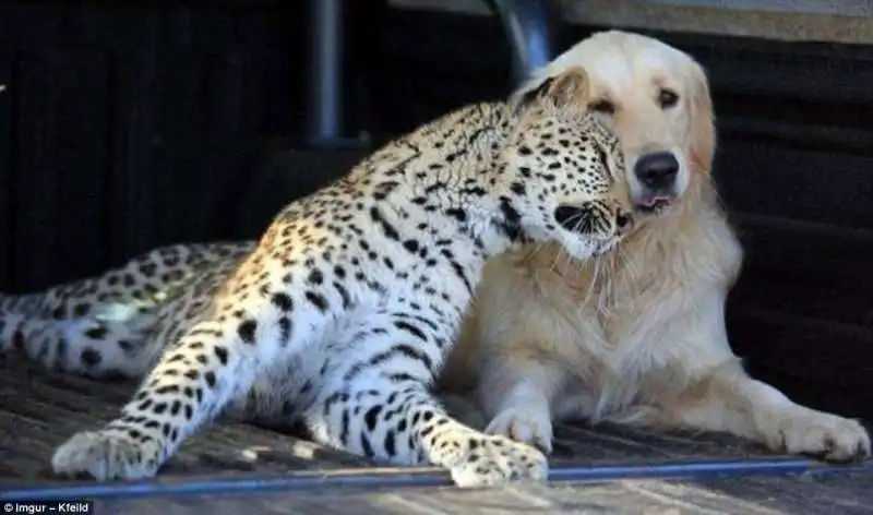 il leopardo e il golden retriever