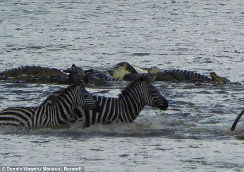 in kenya coccodrili attaccano zebre