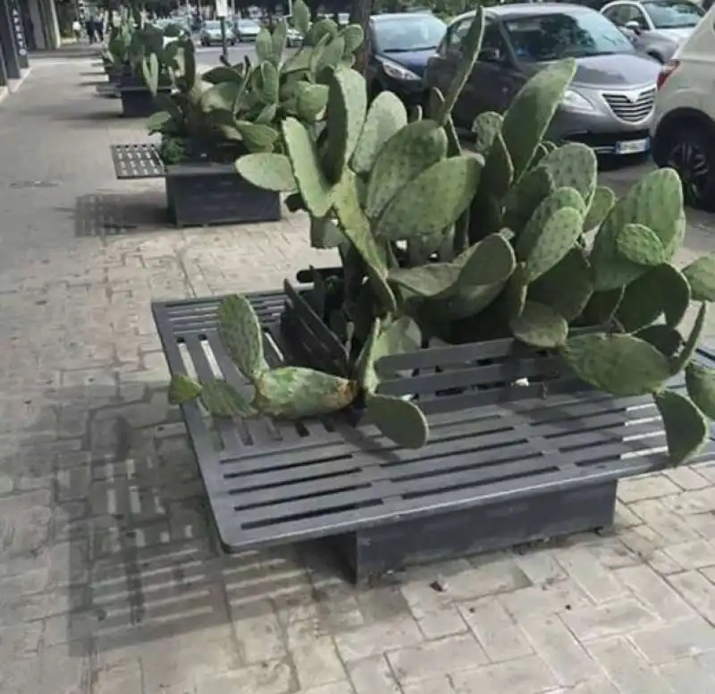 panchine con cactus