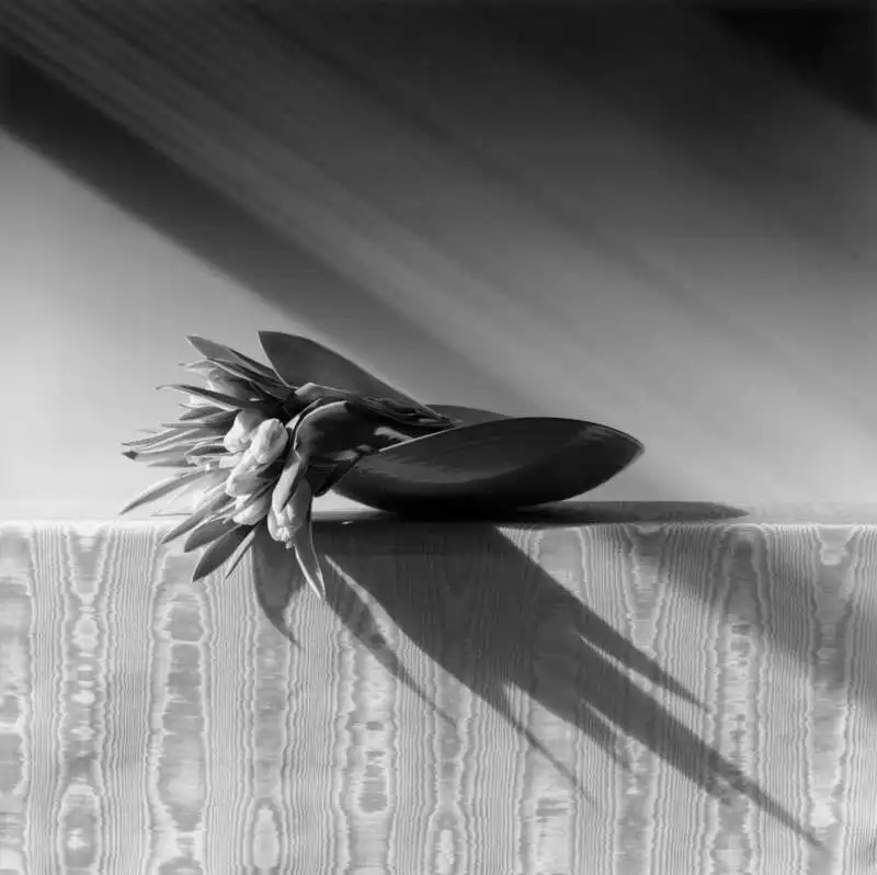 TULIPANI MAPPLETHORPE